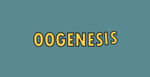 Pernyataan yang Benar Mengenai Oogenesis