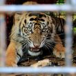 Kebun Binatang Roma Sambut Kelahiran Bayi Harimau Sumatra Yang Langka 628c72a.jpg